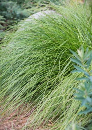 CAREX remota